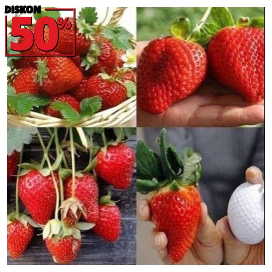 Buruan Order Bibit strawberry jumbo WISATA AGROTANI BIBIT UNGGUL Buruan Order Bibit strawberry jumbo WISATA AGROTANI BIBIT UNGGUL
