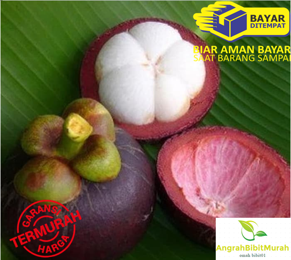 bibit tanaman buah manggis super bibit tanaman buah manggis super