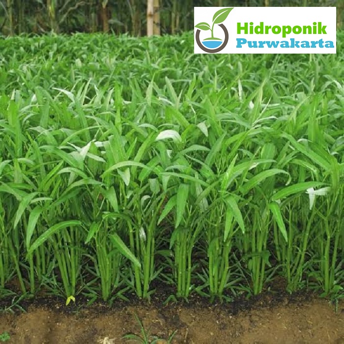 BENIH KANGKUNG SERIMPI F1 - Isi 500 Benih CAP PANAH MERAH BENIH KANGKUNG SERIMPI F1 - Isi 500 Benih CAP PANAH MERAH