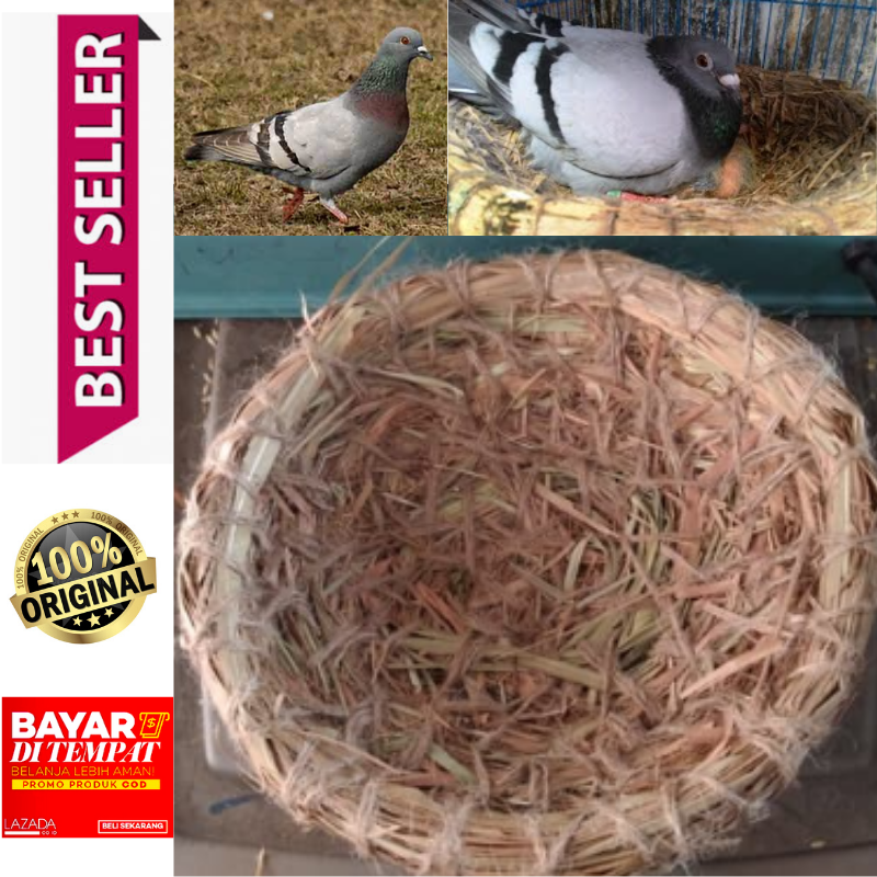 Jerami Burung Tarangan Sarang Susuh Jerami Buat Tempat Bertelur Burung Merpati Jerami Burung Tarangan Sarang Susuh Jerami Buat Tempat Bertelur Burung Merpati