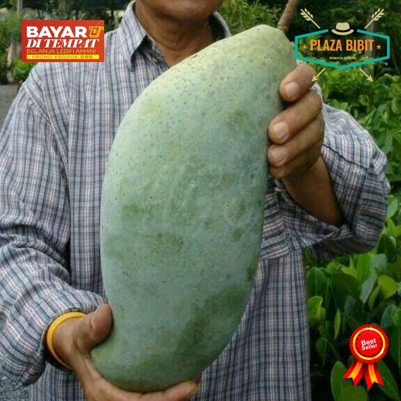 bibit tanaman buah mangga mahatir bibit tanaman buah mangga mahatir