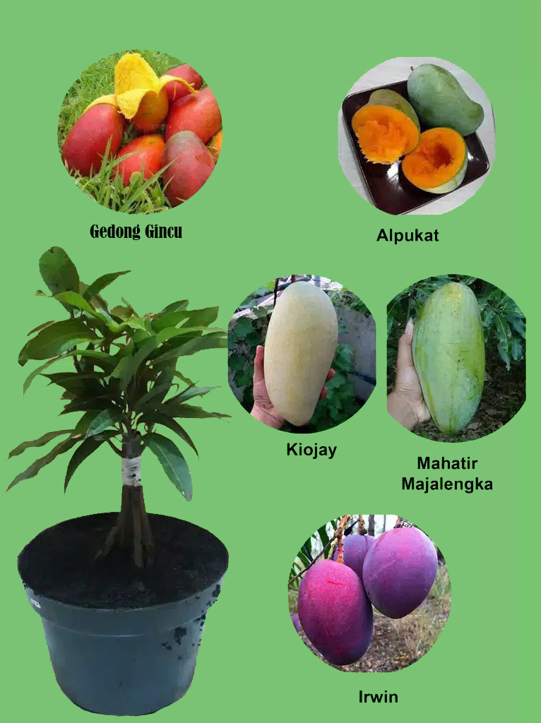 Tanaman Kombinasi 5 Mangga Tanaman Kombinasi 5 Mangga