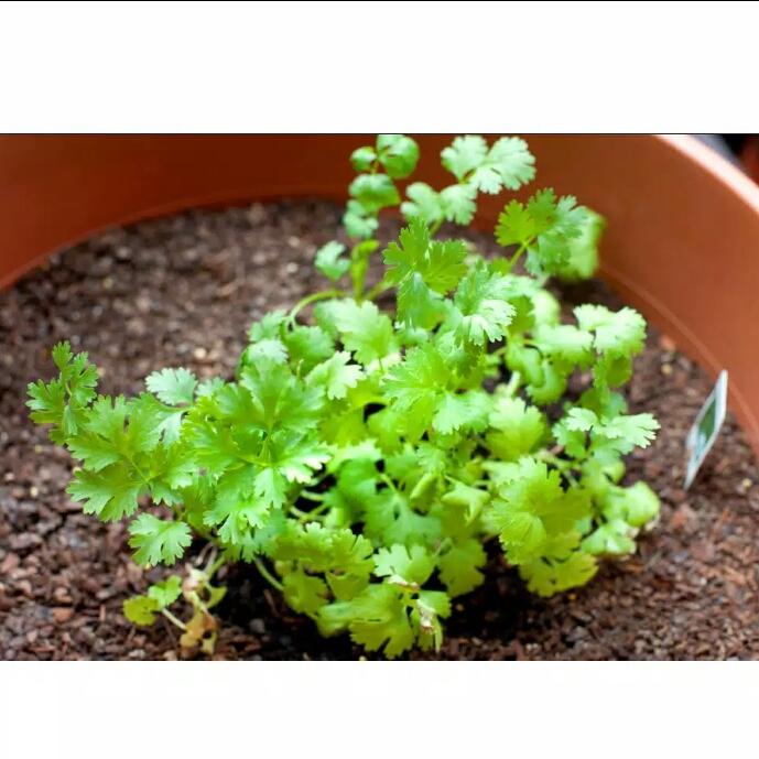 Ufairah Benih Vegetable ketumbar Seed isi 10 biji Ufairah Benih Vegetable ketumbar Seed isi 10 biji