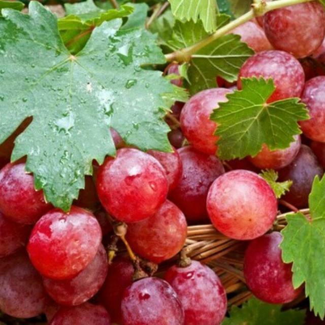 Paket 4 bibit nggur merah bibit anggur Red Isabelle (BISACOD) Paket 4 bibit nggur merah bibit anggur Red Isabelle (BISACOD)