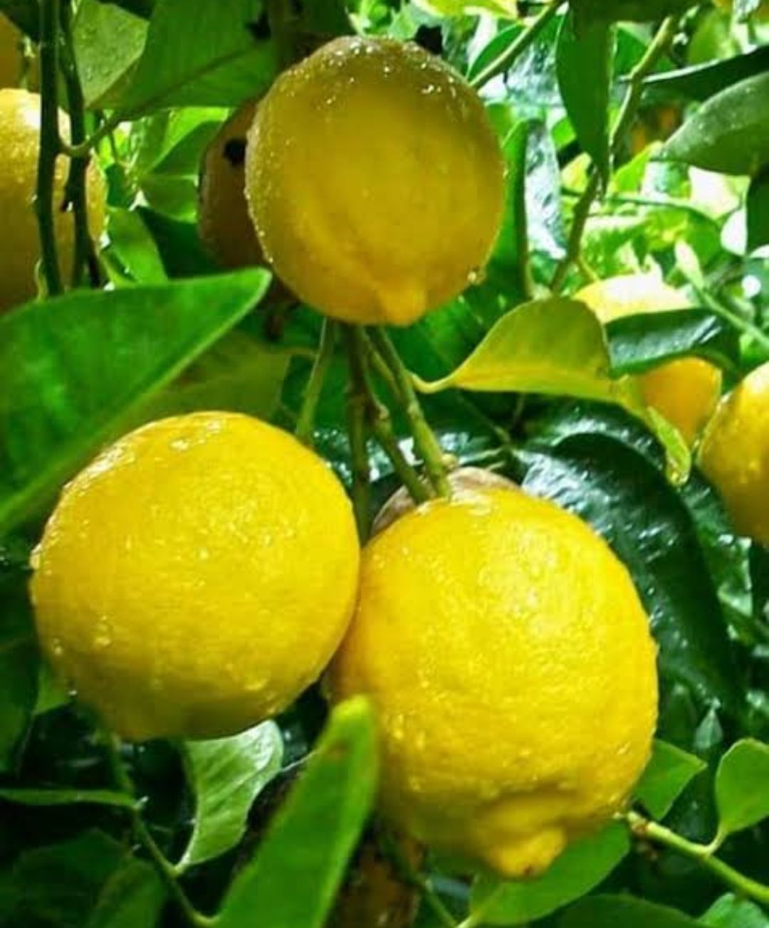 Isi 8 Butir Benih Bibit Buah Lemon Impor Import Yellow Lemon Isi 8 Butir Benih Bibit Buah Lemon Impor Import Yellow Lemon