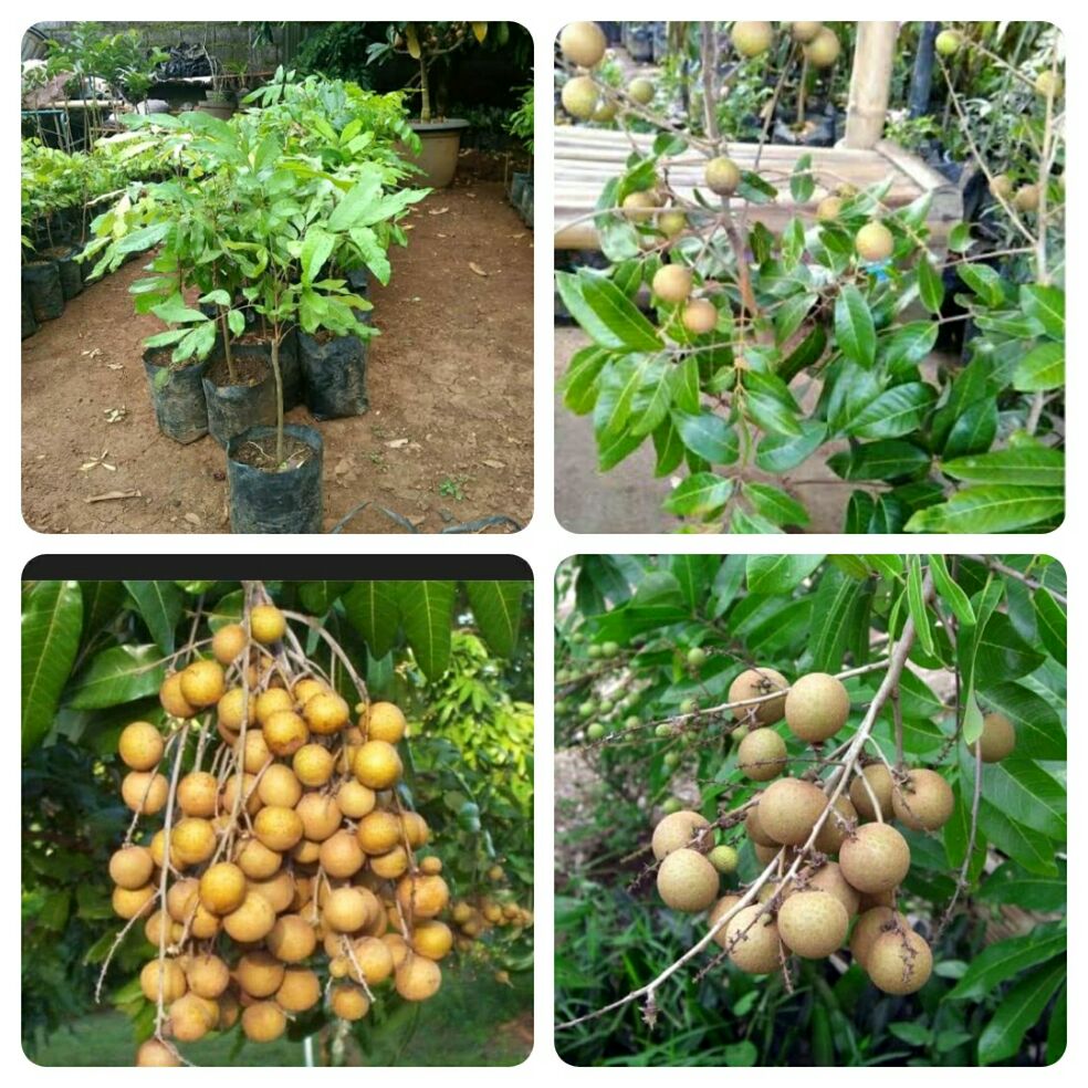 bibit kelengkeng unggulan bibit kelengkeng unggulan