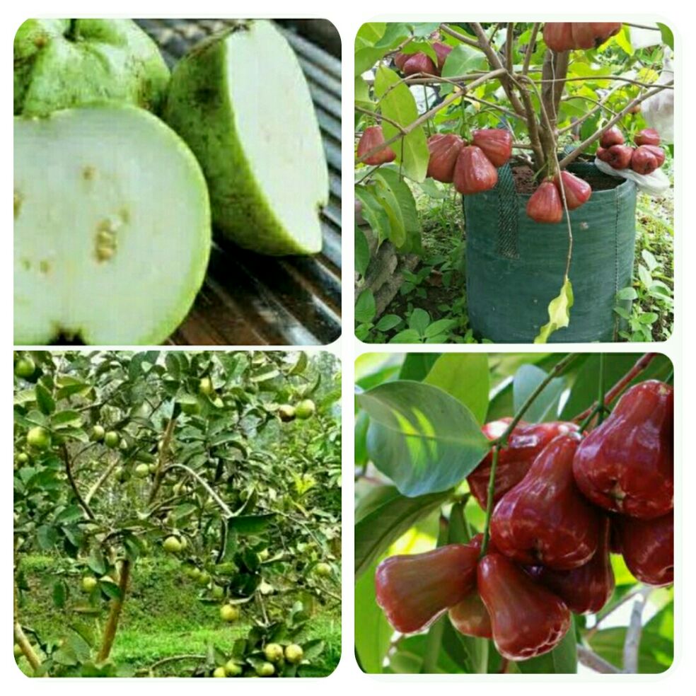 paket 2 bibit jambu kristal dan jambu citra madu okulasi paket 2 bibit jambu kristal dan jambu citra madu okulasi