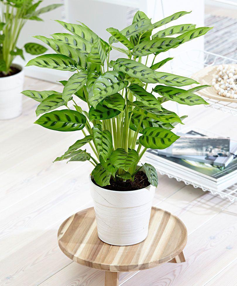 BIBIT TANAMAN HIAS CALATHEA LEOPARDINA BIBIT TANAMAN HIAS CALATHEA LEOPARDINA