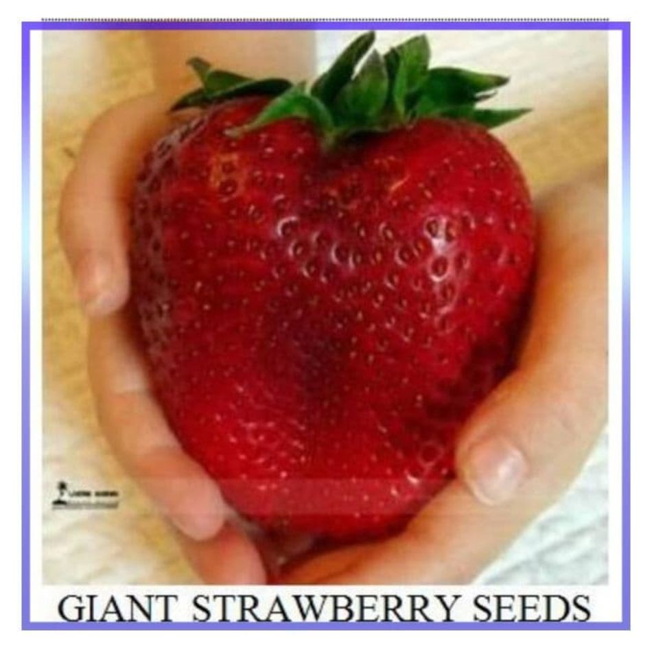 Bisa COD Benih Strawberry Raksasa Bibit Tanaman Buah Strawberry Raksasa Giant Strawberry Benih Bibit WISATA AGROTANI BIBIT UNGGUL Bisa COD Benih Strawberry Raksasa Bibit Tanaman Buah Strawberry Raksasa Giant Strawberry Benih Bibit WISATA AGROTANI BIBIT UNGGUL
