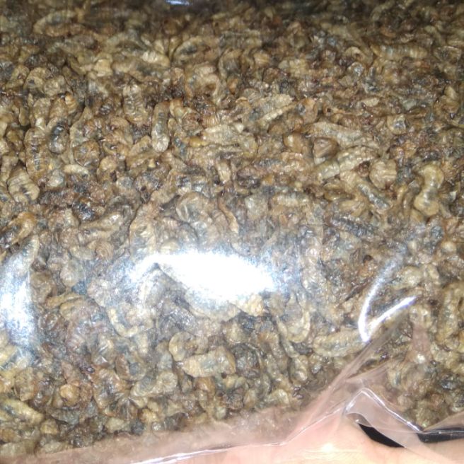 maggot kering 100 gram pakan pencerah warna ikan hias koi dll maggot kering 100 gram pakan pencerah warna ikan hias koi dll