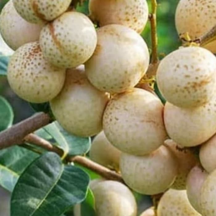 Bibit Kelengkeng Matalada Bibit Kelengkeng Matalada