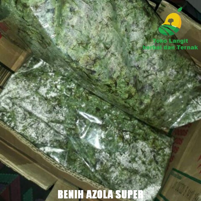 bibit azolla pinata benih azola microphyla pakan ikan 100 gram murah bibit azolla pinata benih azola microphyla pakan ikan 100 gram murah