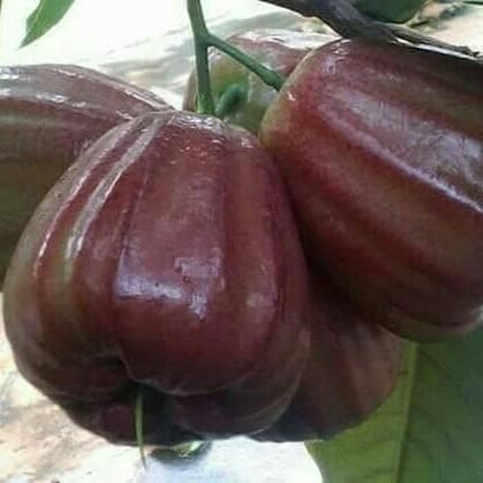 Bibit Jambu Dalhari Ide Bibit Jambu Dalhari Ide