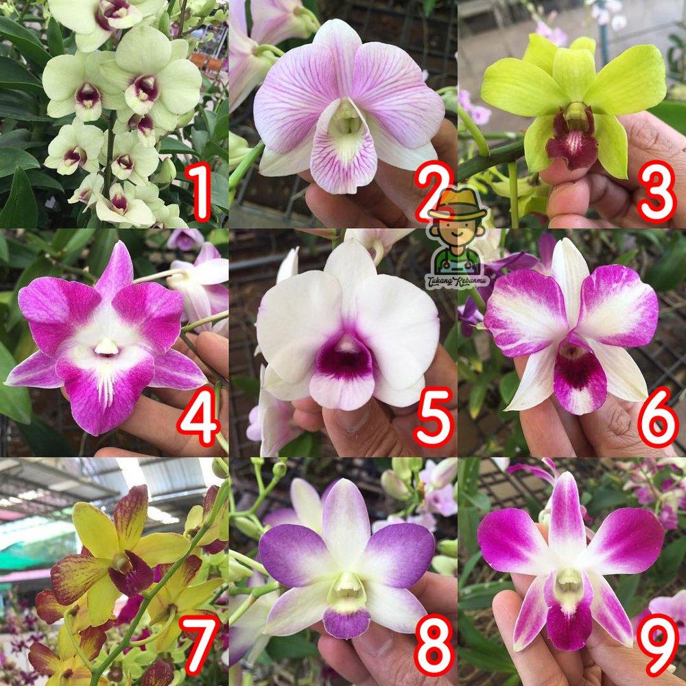 Bibit Bunga Tanaman Anggrek Dendrobium Seedling Dendro (Beli 10Pcs BONUS 1) Bibit Bunga Tanaman Anggrek Dendrobium Seedling Dendro (Beli 10Pcs BONUS 1)