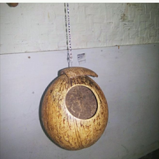 GLODOK BURUNG LOVEBIRD GELODOG TEMPURUNG KELAPA GLODOK BURUNG LOVEBIRD GELODOG TEMPURUNG KELAPA