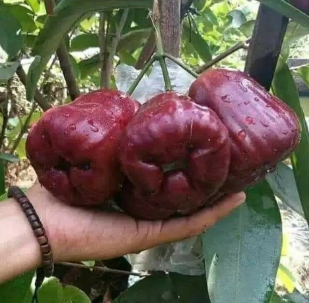 Bibit Jambu Air Dalhari – Bibit Tanaman buah jambu Air Dalhari Tabulampot Jambu Air Dalhari varitas unggul dan bergaransi dengan harga terjangkau. Bibit Jambu Air Dalhari – Bibit Tanaman buah jambu Air Dalhari Tabulampot Jambu Air Dalhari varitas unggul dan bergaransi dengan harga terjangkau.