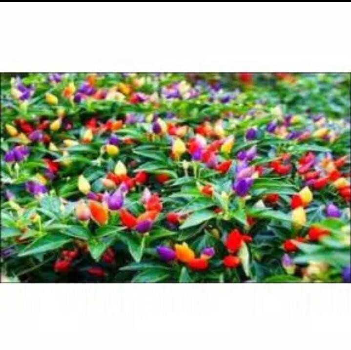 Ufairah Benih cabe Bolivian Rainbow Pepper/ Cabe warna warni cabe Unik isi 10 benih Ufairah Benih cabe Bolivian Rainbow Pepper/ Cabe warna warni cabe Unik isi 10 benih