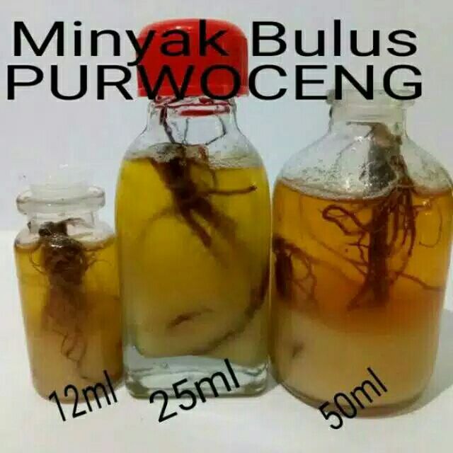 Minyak Bulus Purwoceng 50ml Minyak Bulus Purwoceng 50ml