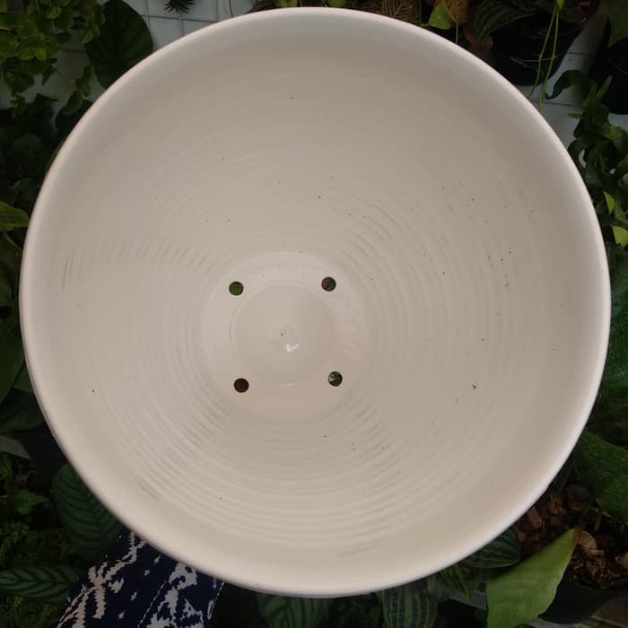 ORI pot pirus 15 putih /PIRUS MADU 15 MOTIF tawon tirus 15 putih ORI pot pirus 15 putih /PIRUS MADU 15 MOTIF tawon tirus 15 putih