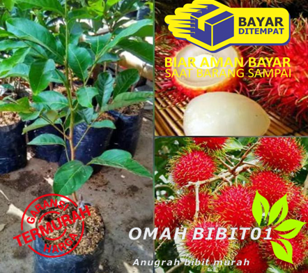Bibit Tanaman Buah Rambutan Binjai Bibit Tanaman Buah Rambutan Binjai