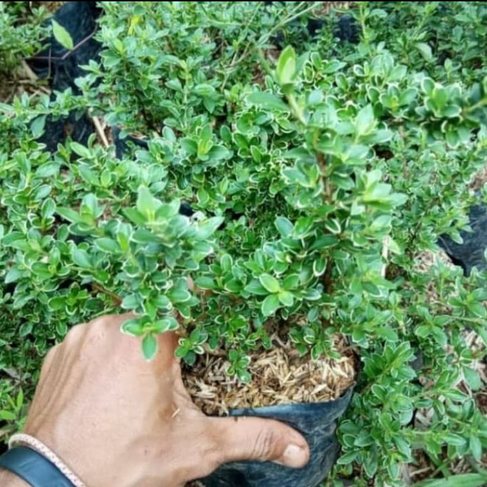 TANAMAN BIBIT MIRTEN TANAMAN HIAS TANAMAN BUNGA COD TANAMAN BIBIT MIRTEN TANAMAN HIAS TANAMAN BUNGA COD
