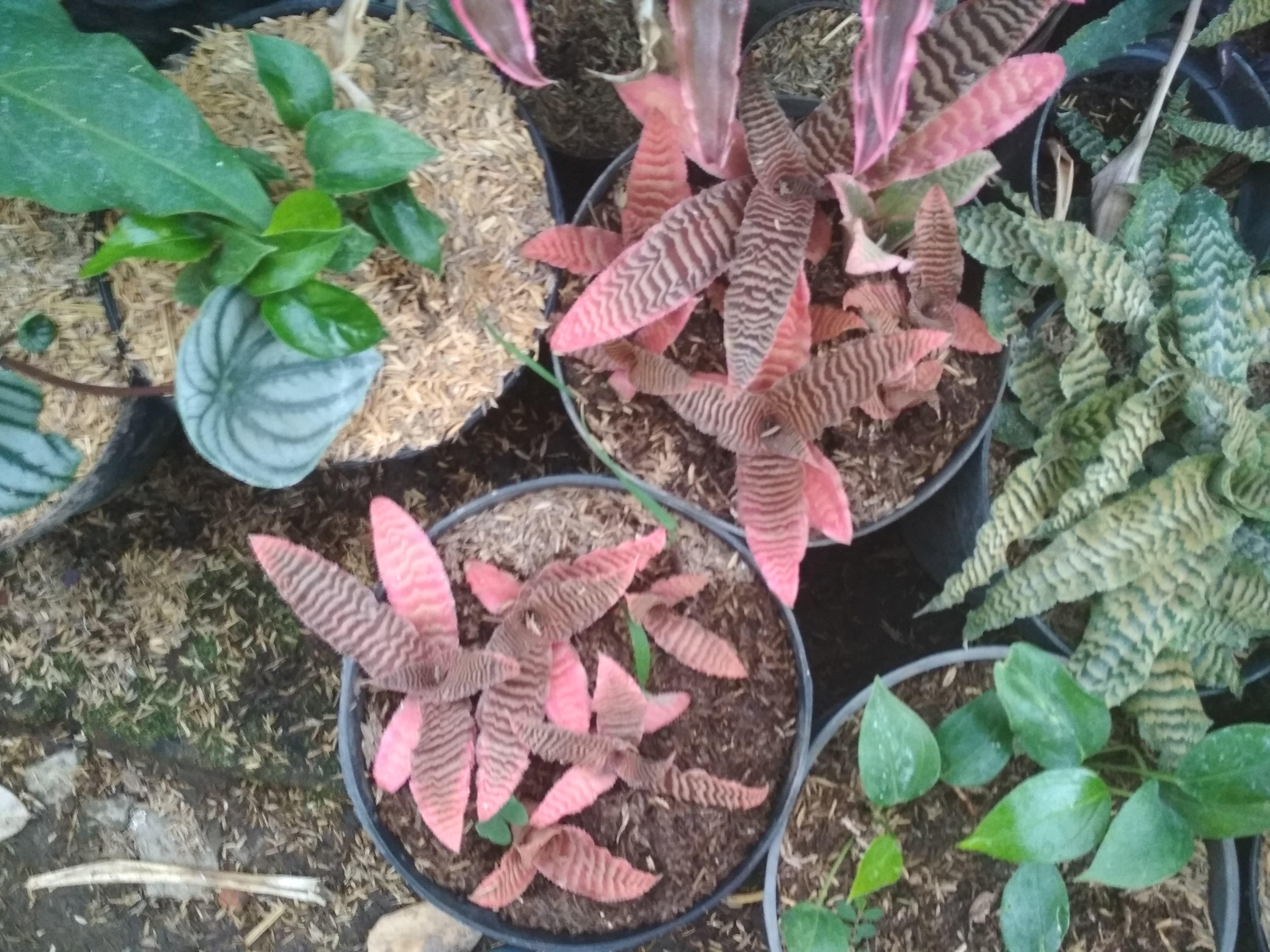 BIBIT TANAMAN HIAS BROMELIA TOKEK BIBIT TANAMAN HIAS BROMELIA TOKEK