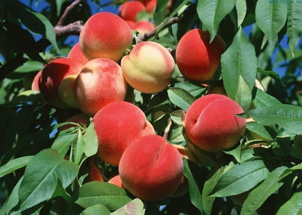 Isi 4 Butir Benih Buah Peach King Grade Isi 4 Butir Benih Buah Peach King Grade