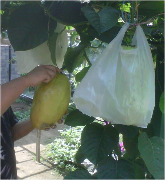 Bibit Tanaman Langka "Markisa Besar / Jumbo / Giant" Siap Tanam. Bibit Tanaman Langka "Markisa Besar / Jumbo / Giant" Siap Tanam.