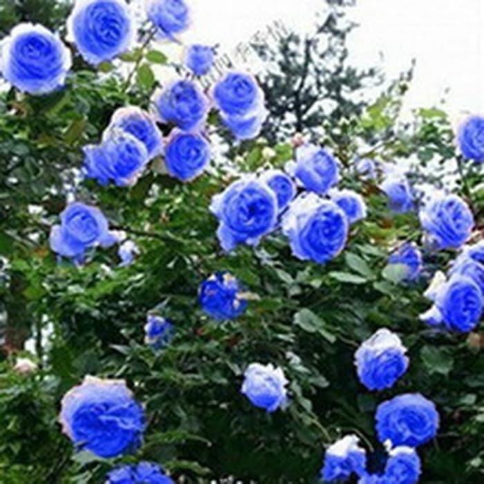 Isi 25 Butir Benih Bunga Mawar Biru Rambat / Climbing Blue Rose Isi 25 Butir Benih Bunga Mawar Biru Rambat / Climbing Blue Rose
