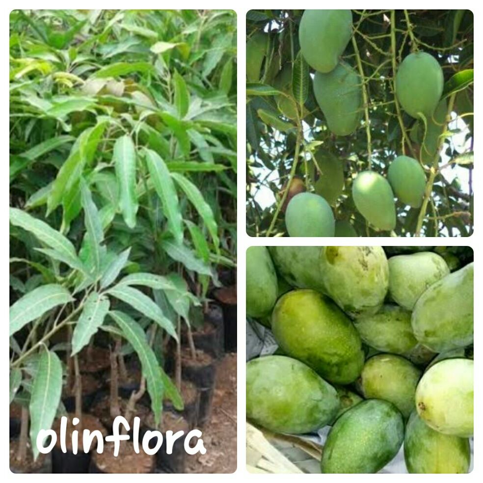 bibit mangga harum manis bibit mangga harum manis