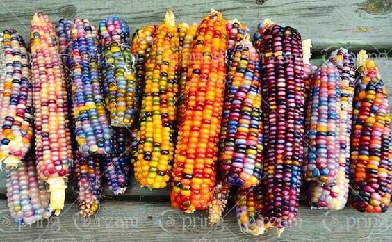 Isi 30 Butir Benih Buah / Sayur Jagung Pelangi / Rainbow Corn Asli Import Isi 30 Butir Benih Buah / Sayur Jagung Pelangi / Rainbow Corn Asli Import