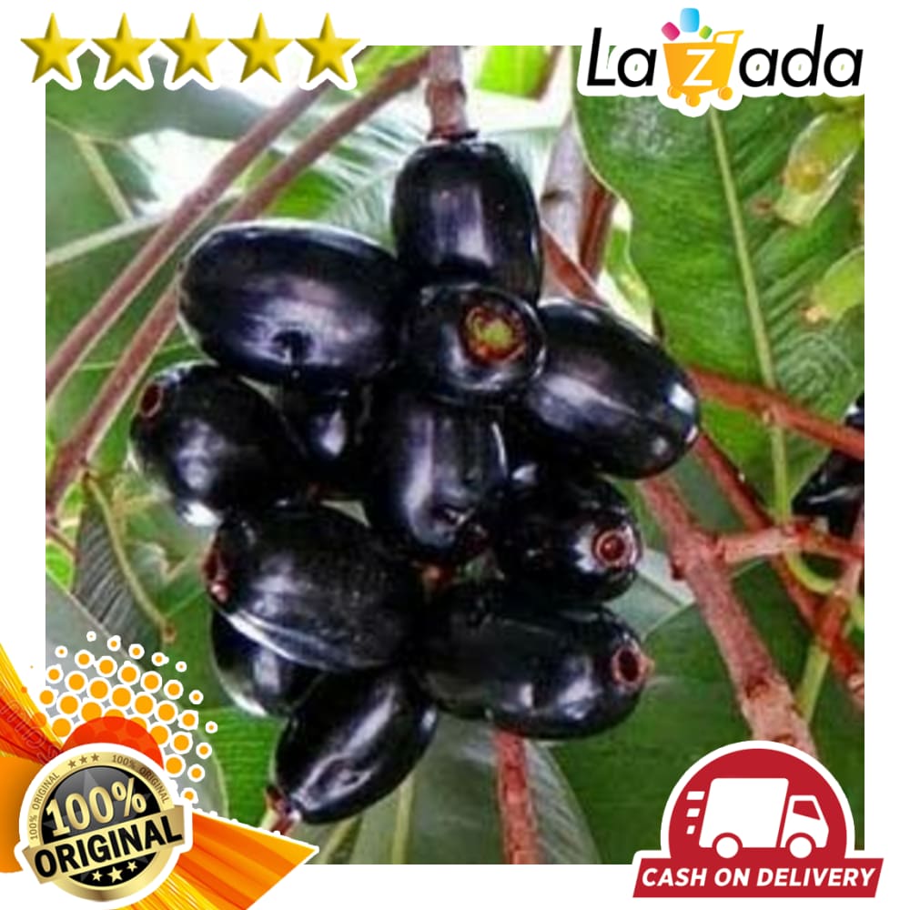 Bibit Tanaman Buah Jamblang Hitam Bibit Tanaman Buah Jamblang Hitam