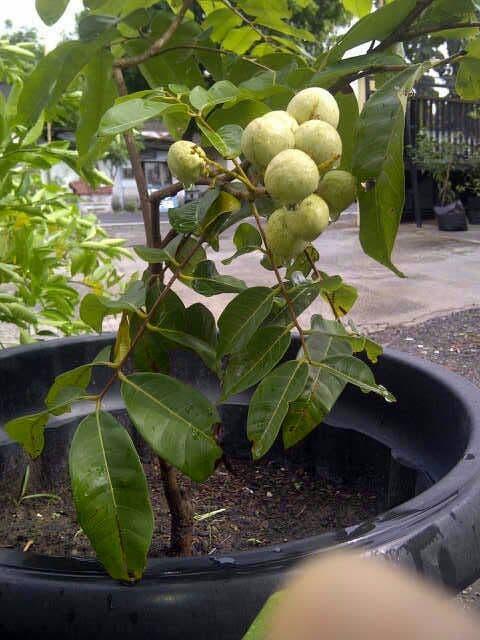Bibit Kelengkeng Matalada – Bibit Tanaman Buah Kelengkeng Unggul Dengan Buah Besar Rasa Manis berbiji Kecil Seperti Lada Dan Memiliki Sifat Genjah dan CocokSebagai Pilihan Tabulampot Bibit Kelengkeng Matalada – Bibit Tanaman Buah Kelengkeng Unggul Dengan Buah Besar Rasa Manis berbiji Kecil Seperti Lada Dan Memiliki Sifat Genjah dan CocokSebagai Pilihan Tabulampot