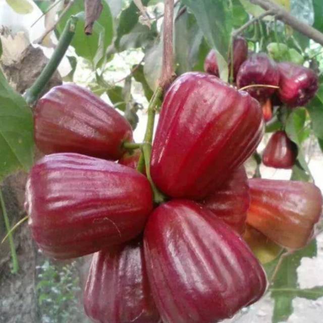 Bibit tanaman jambu dal hari super cepat berbuah Bibit tanaman stek okulasi Bibit tanaman jambu dal hari super cepat berbuah Bibit tanaman stek okulasi