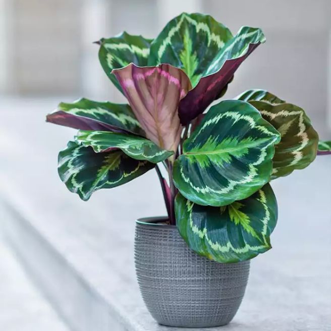 tanaman hias calathea silver back tanaman hias calathea silver back