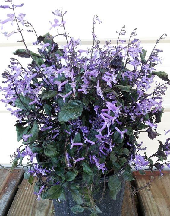 BIBIT TANAMAN HIAS MONA LAVENDER BIBIT TANAMAN HIAS MONA LAVENDER