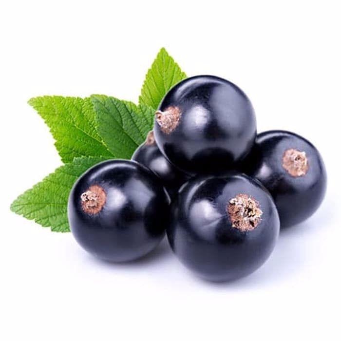 Benih/Bibit/Seed Buah Blackcurrant isi 20 benih Benih/Bibit/Seed Buah Blackcurrant isi 20 benih
