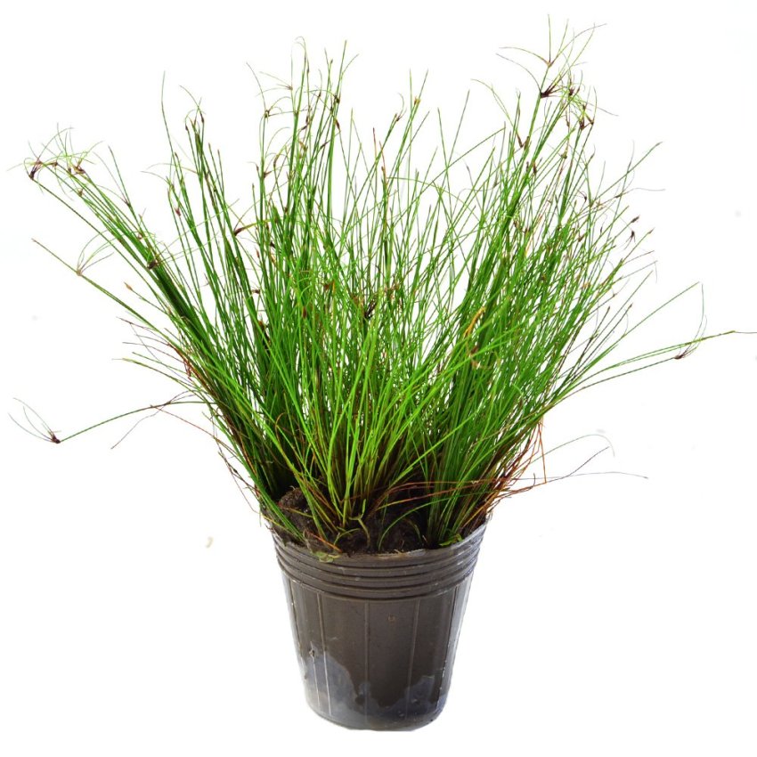 Aquarium Aquascape Hair Grass Hg Medium Seed Bibit. Source · Kebun Bibit Aquascape Long Hair