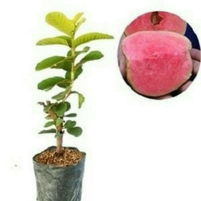 Bibit Tanaman Buah Jambu Sukun Merah