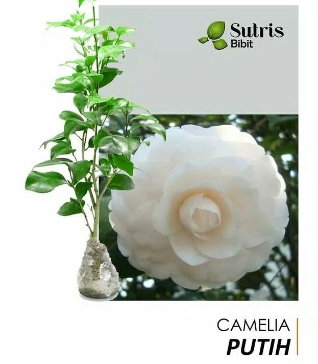 53+ Gambar Bunga Camelia Kekinian 53+ Gambar Bunga Camelia Kekinian