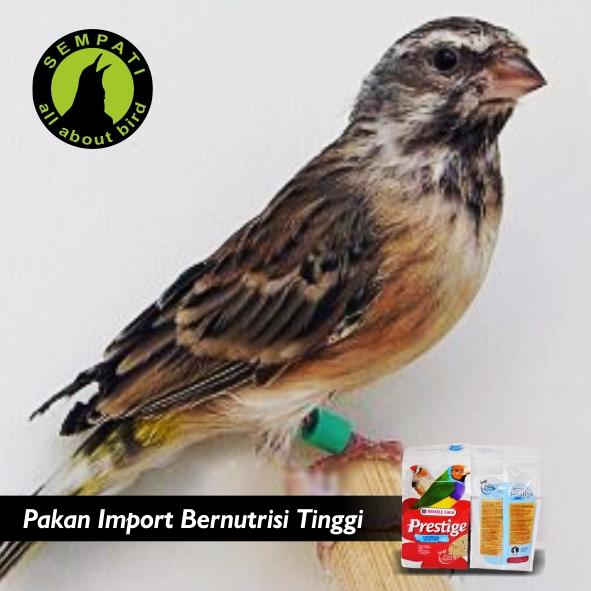 Prestige Tropical Finches 500gr Versele Laga Pakan Premium Burung Finch - 3 .