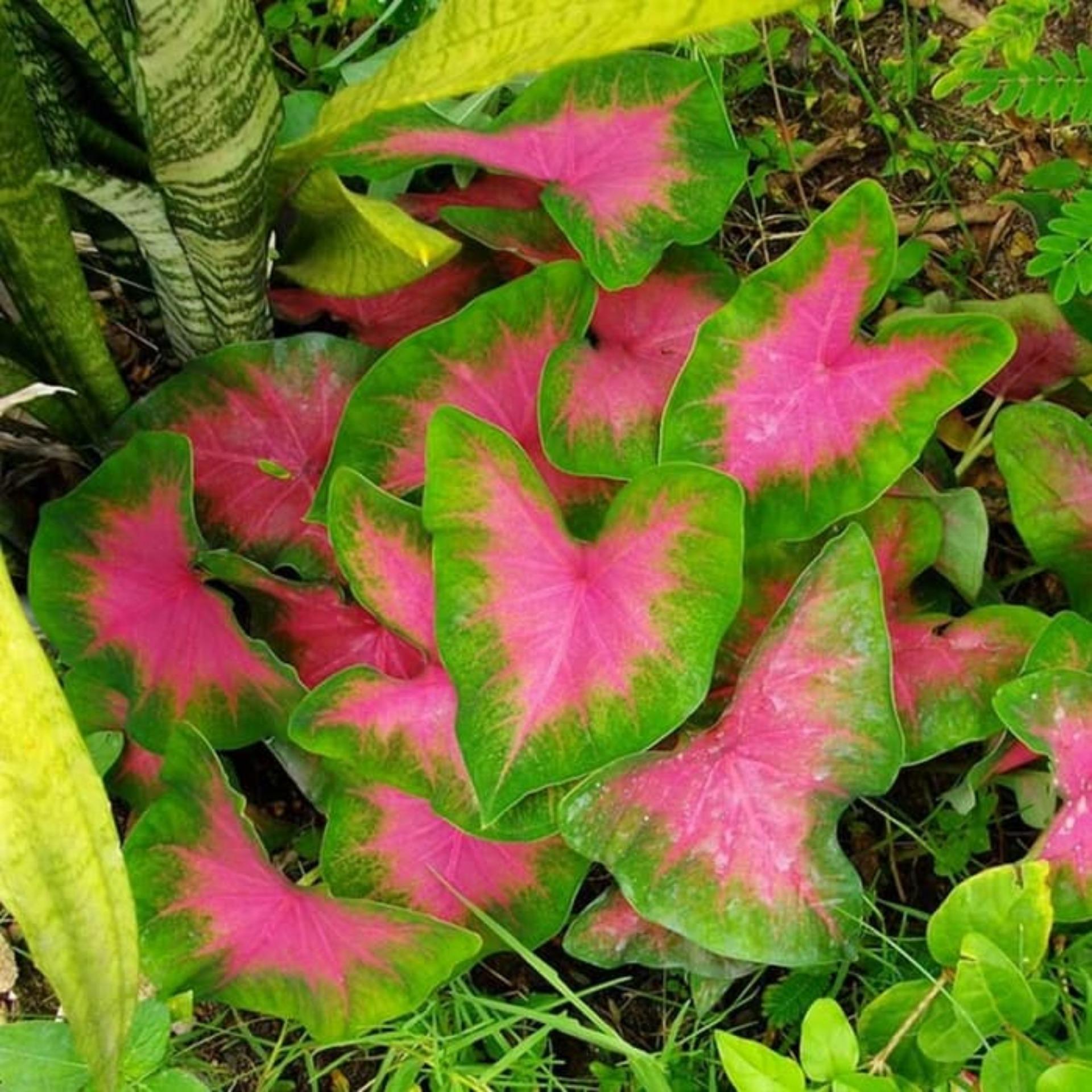 Bibit Tanaman Hias Pink Caladium Januari 2019 - 3 Bibit Tanaman Hias Pink Caladium - 3