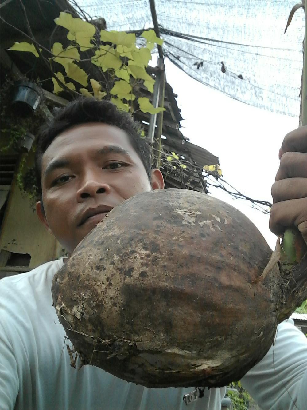 bibit kelapa hibrida hijau paket 10 batang