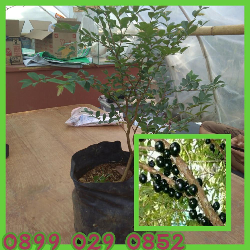 promo bibit Jaboticaba anggur Brazil berbuah di Batang rimbun