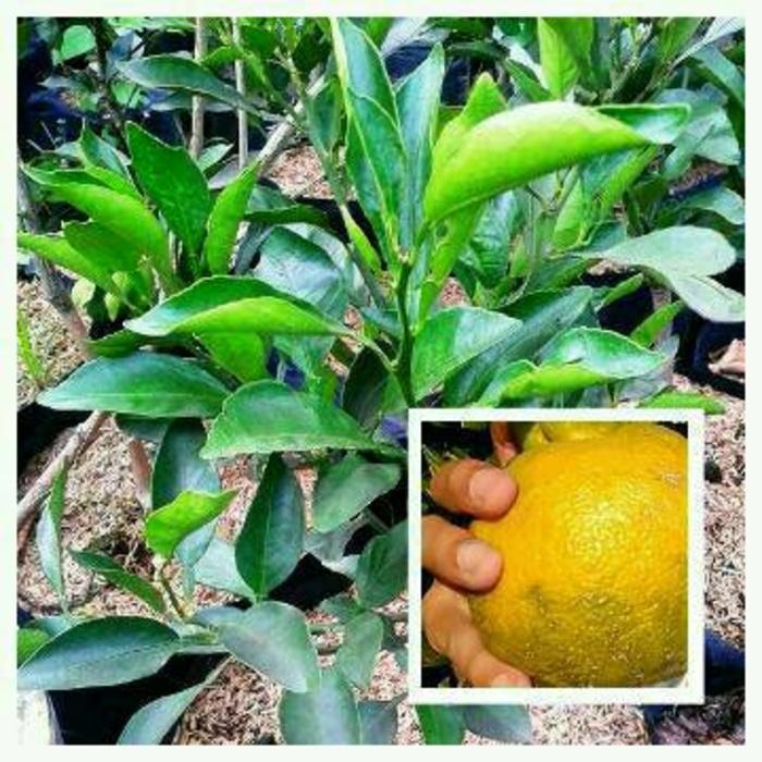 Bibit Jeruk Shiranui Import Jepang Bisa 1 Kg Per Buah
