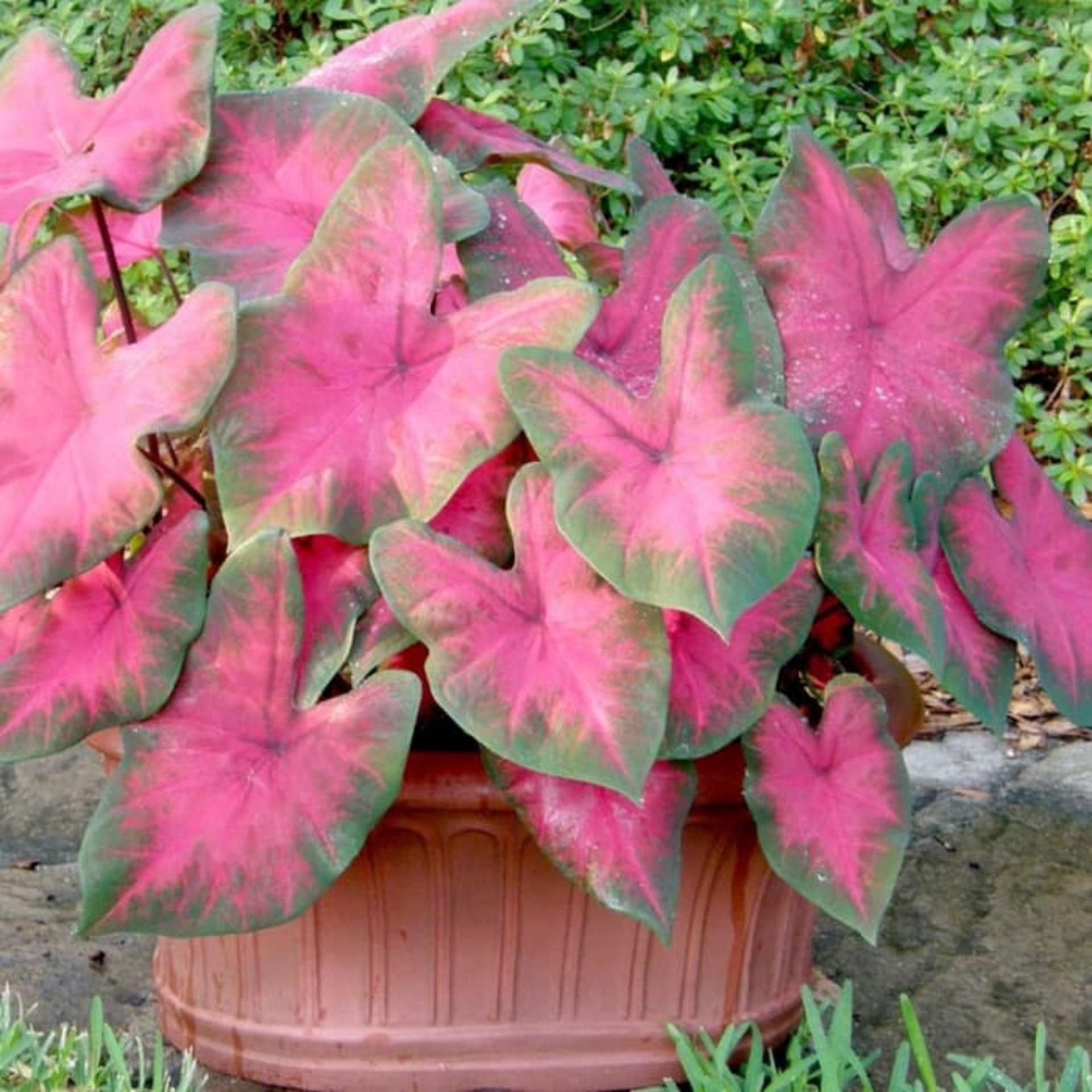 Bibit Tanaman Hias Pink Caladium Januari 2019 - 2 Bibit Tanaman Hias Pink Caladium - 2