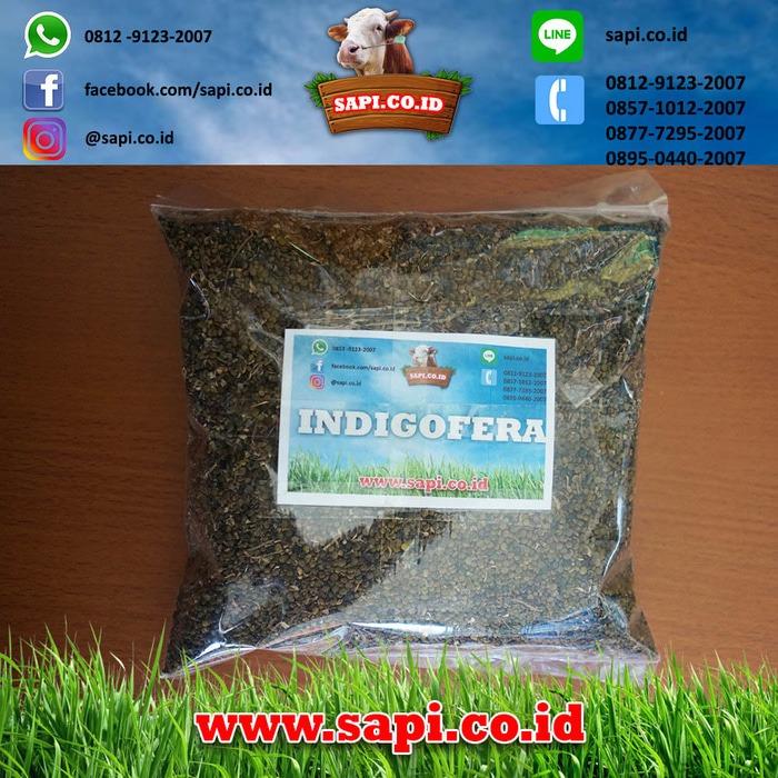 Benih Indigofera 1kg