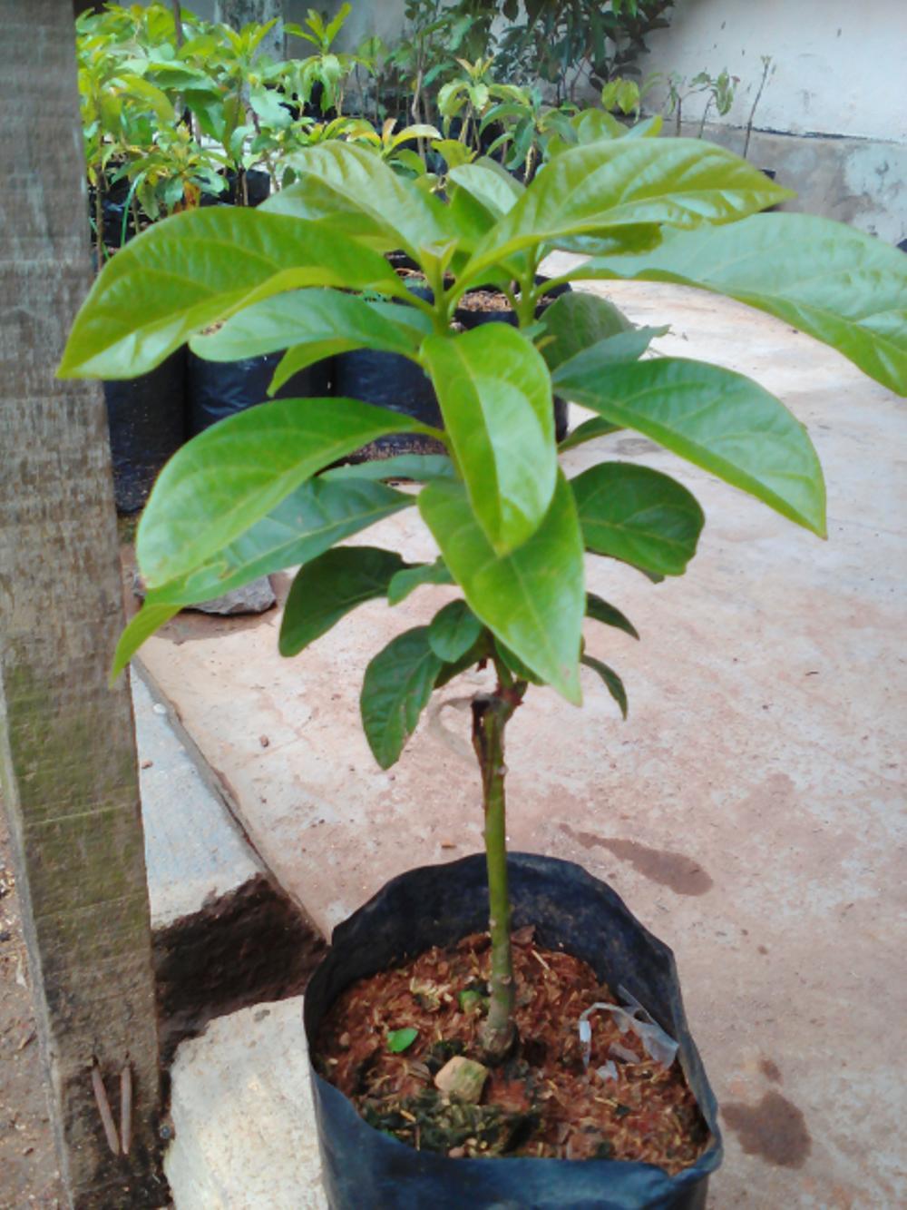 Bibit Alpukat Mentega( Promo 10 Batang)