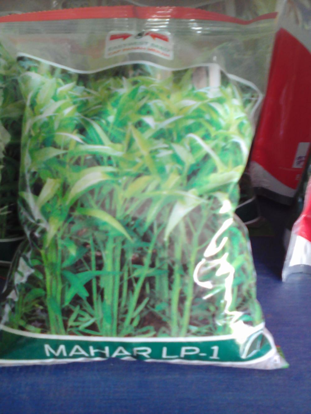 Benih Sayuran Kangkung MAHAR LP-1
