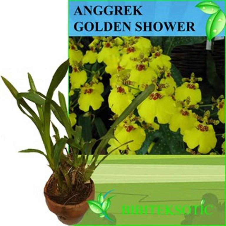 Bibit Eksotic Anggrek Goldenshower